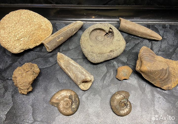 Древние окаменелости животных и кораллов