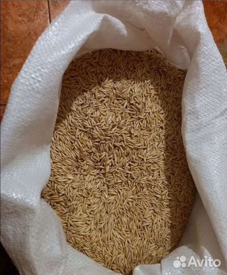 Фуражная пшеница, Сахарная свёкла корма