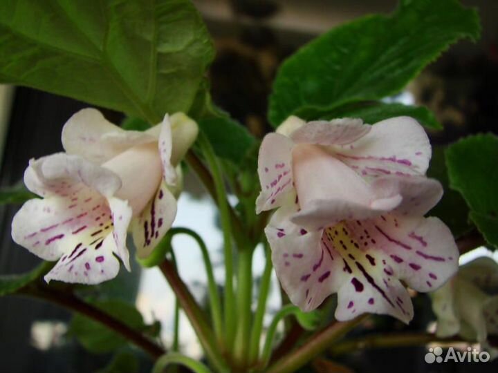 Эписции обычные и акварельные