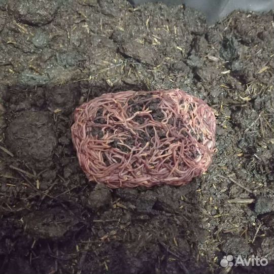 Калифорнийские черви для рыбалки