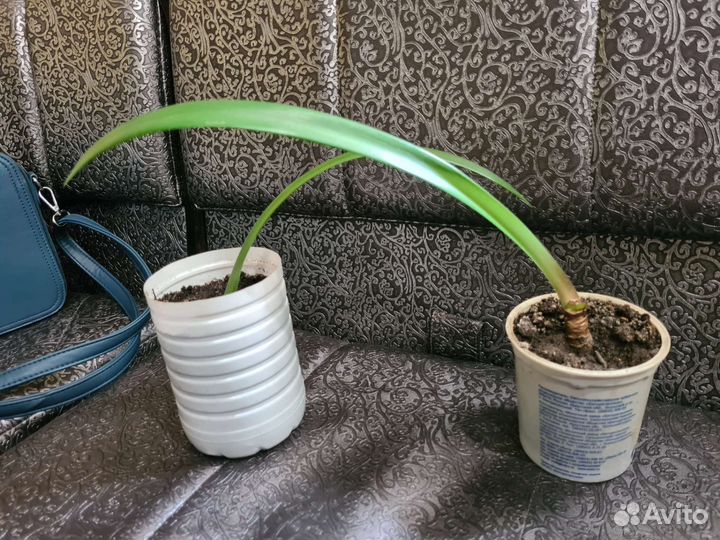 Детки амараллиса