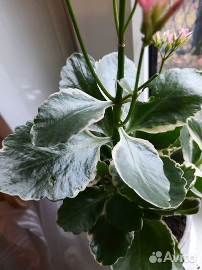 Каланхоэ вариегатный