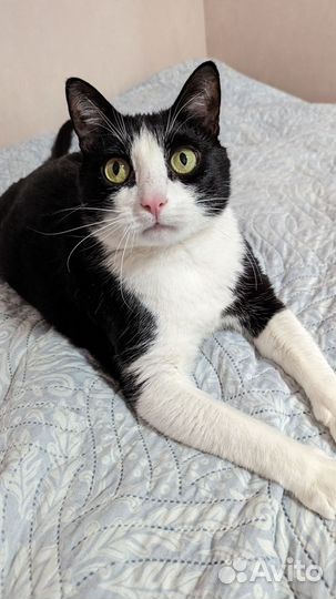 Котик в дар