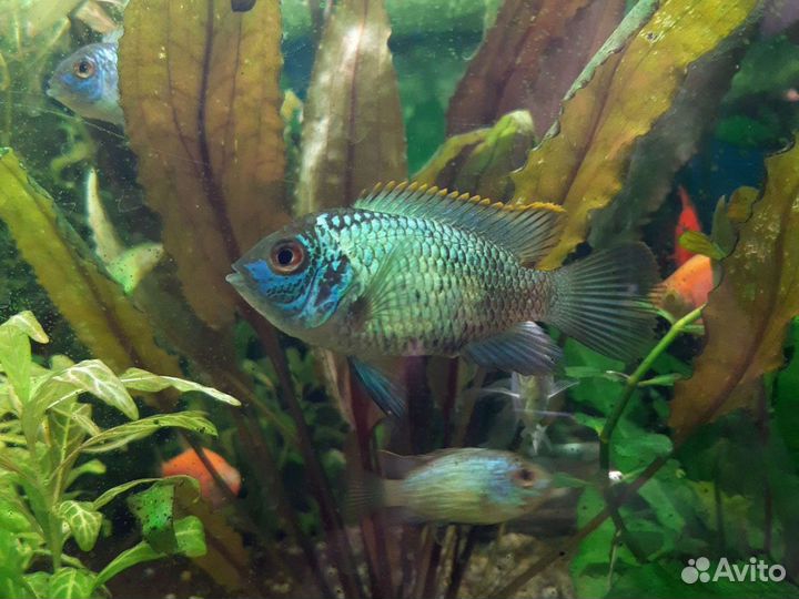 Наннокара неоновая