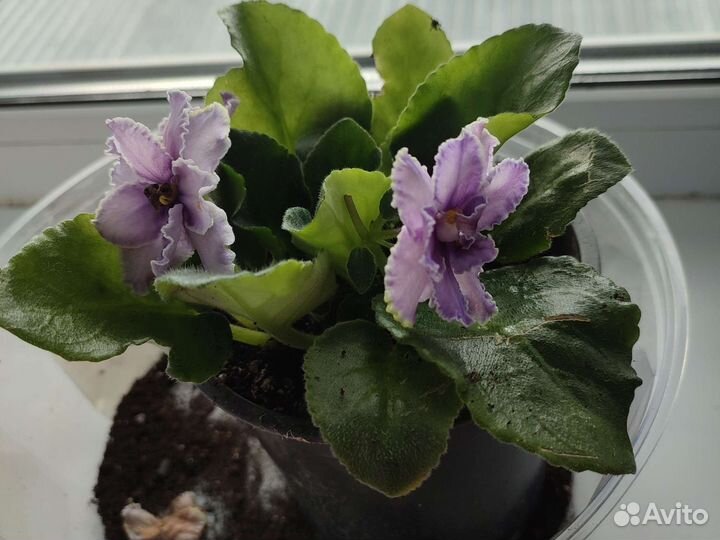 Цветущие фиалки