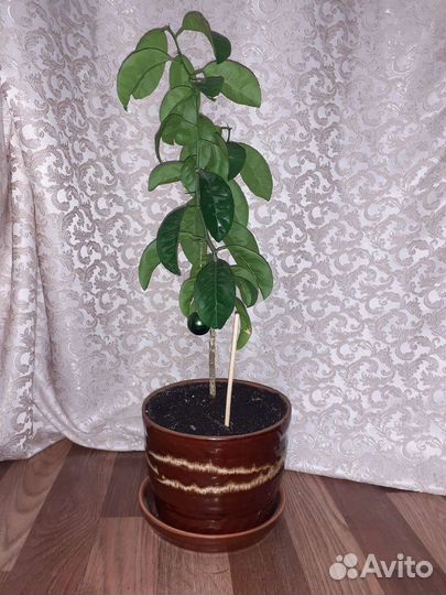 Мандариновое дерево 55см с горшком