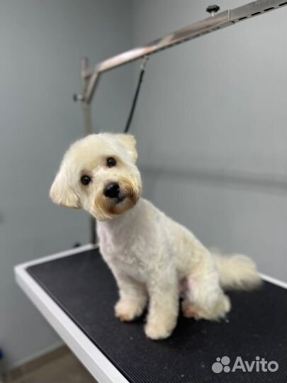 Груминг стрижка питомцев