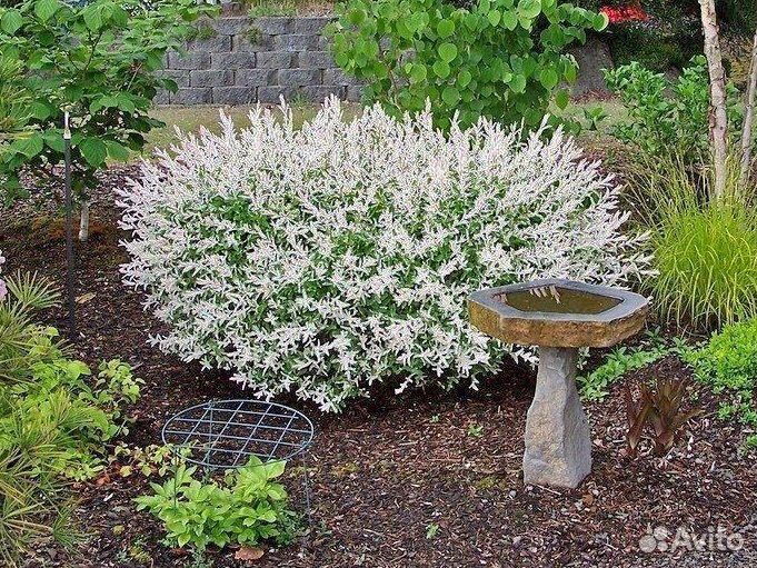 Ива Хакуро Нишики