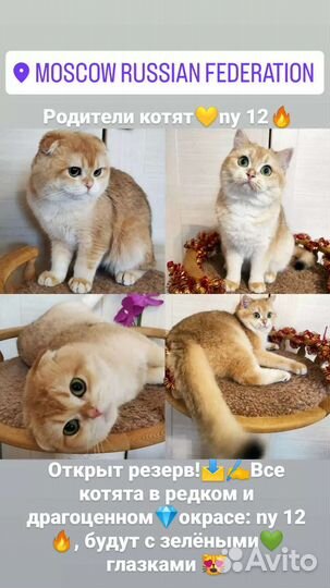 Золотая шиншилла sfs ny 12