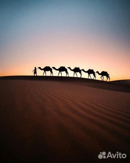 Репетитор по арабскому языку