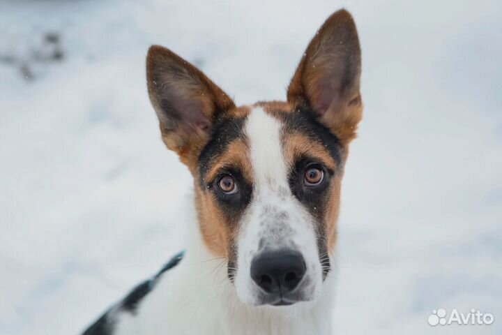 Собака в добрые руки отдам бесплатно