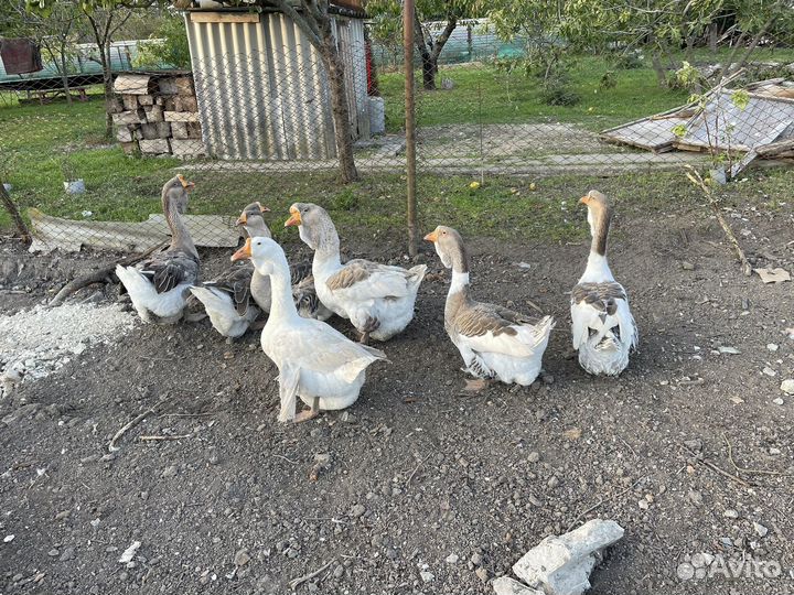 Гуси халмогорские