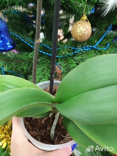 Орхидея фаленопсис Пандора