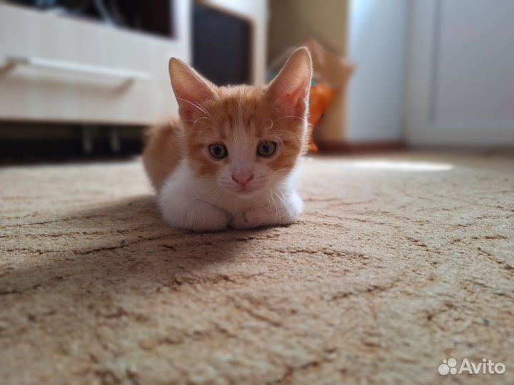 Котенок(Кот)домашний