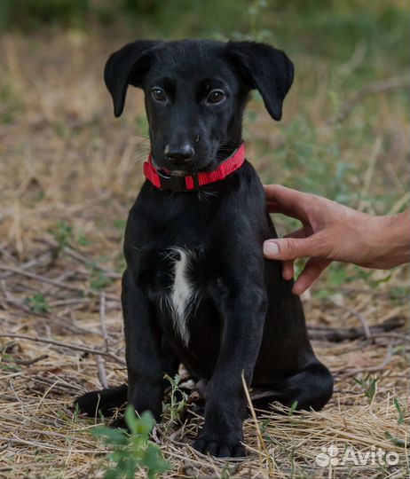 Щенок мальчик в добрые руки