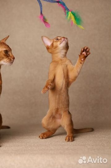 Абиссинский котёнок — девочка соррель