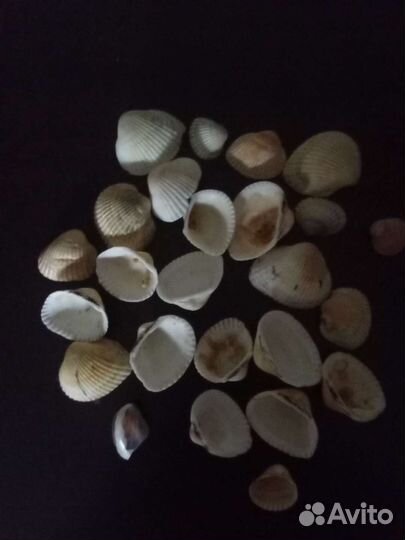 Морские ракушки