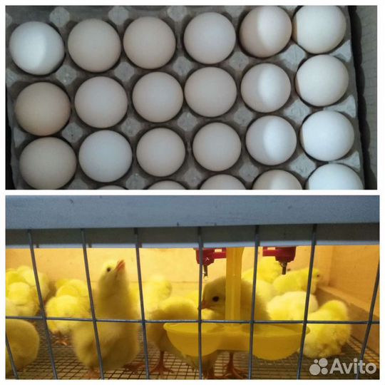 Инкубационное яйцо бройлер,несушка,индюк,гусь