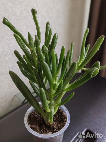 Красула хоббит