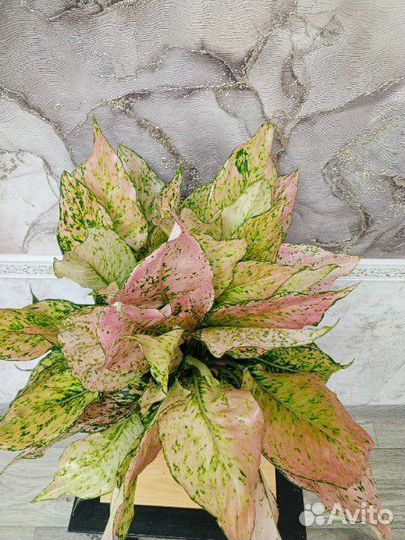 Аглаонема Роуз