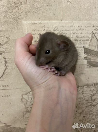 Ручные Крысята дамбо.Много окрасов