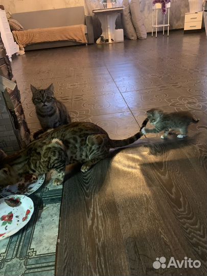 Бенгальская