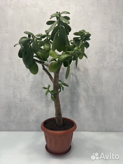 Толстянка(денежное дерево)