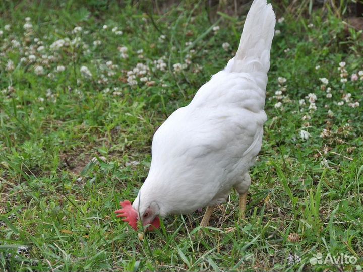 Куры Несушки, Бесплатная доставка