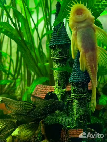 Сомики анциструсы альбиносы и тёмно-серые