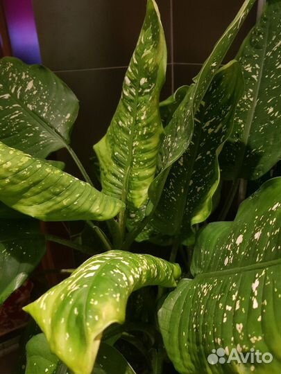 Диффенбахия 15 летняя, высота 145 см, 3 ствола