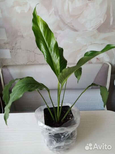 Спатифиллум