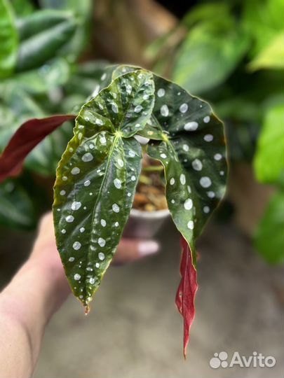 Бегония макулата