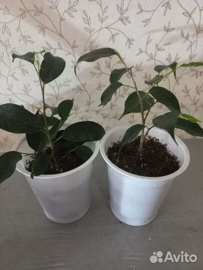 Фикус бенджамина /сортовые