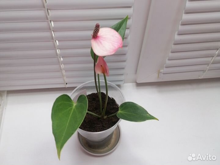 Антуриум Lipa Pink