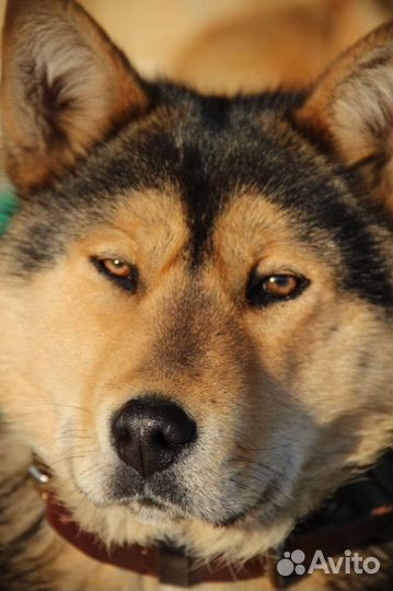 Щенки аляскинского маламута