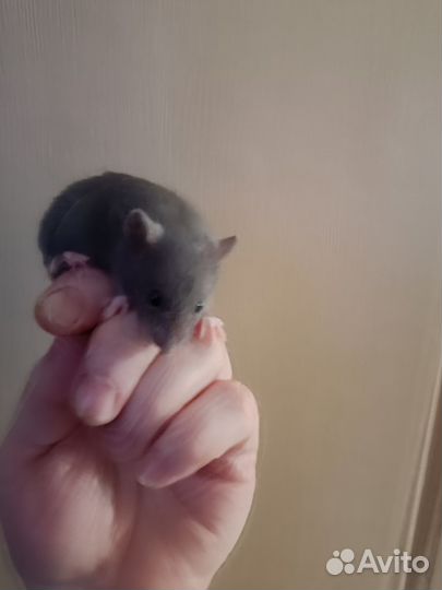 Крысята голубые, белые, чёрные 1мес