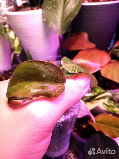 Филодендрон оранжевая принцесса