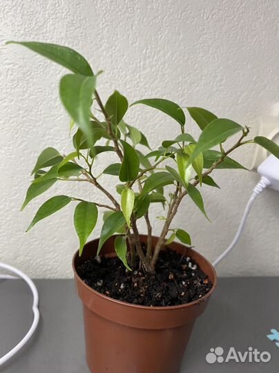 Фикус Наташа