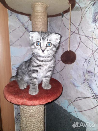 Котик Федя)