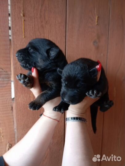 Щенки немецкой овчарки