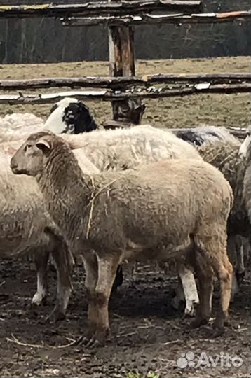 Овцы катумские