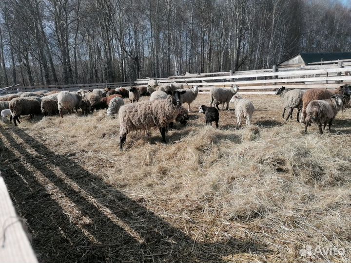 Овцы, бараны, козы