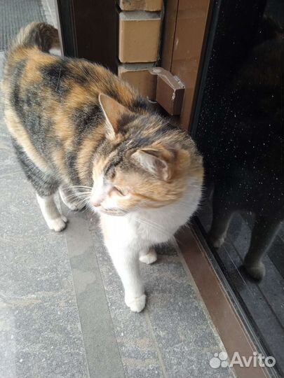 Кошка в заботливые руки