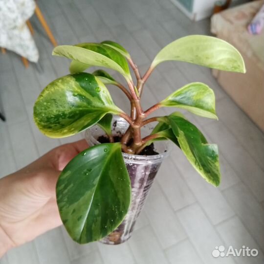 Пеперомия Грин Голд