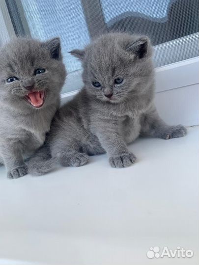 Британские котята