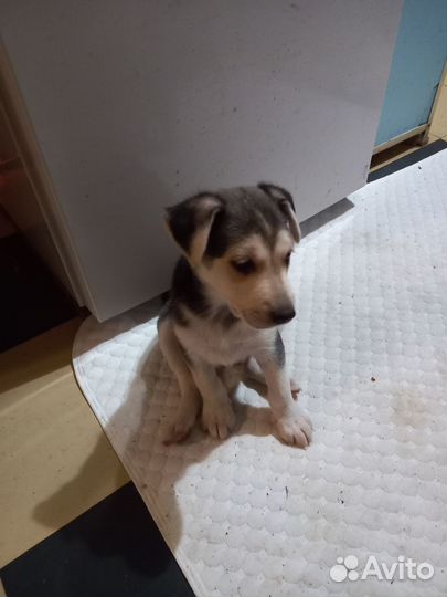 Продаются щенки бельгийской овчарки и бордер колли