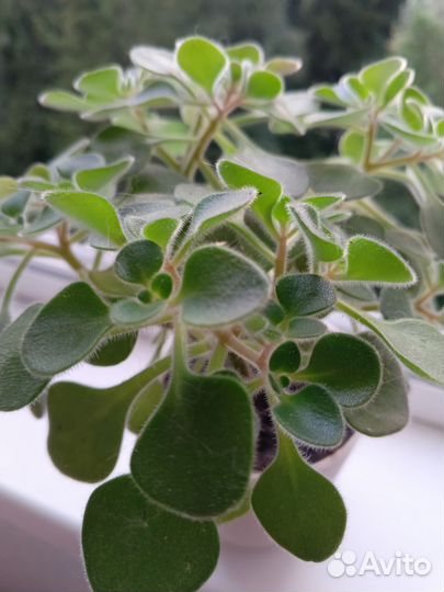 Аихризон рыхлый. Комнатное растение
