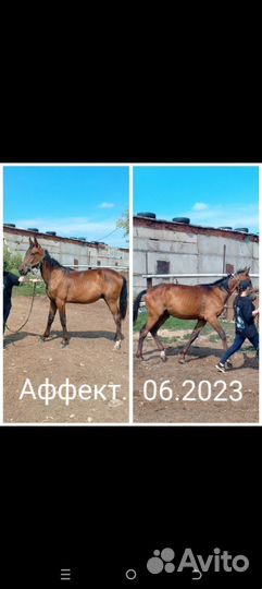 Лошадь