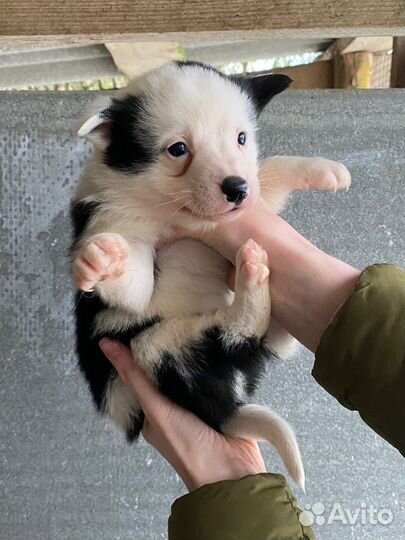 Щенки русско европейской лайки