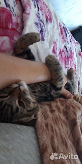 Передержка животных